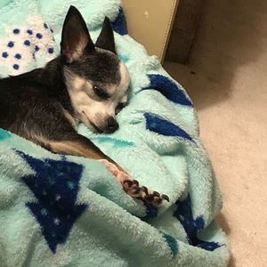 One very lazy dog